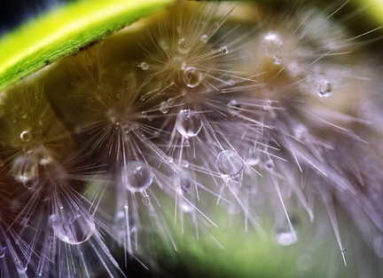 Woolly Bear in the Rain