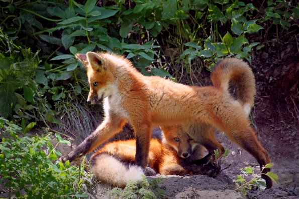 Fox Siblings in the Wild