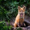 Yawning baby fox, in the wild